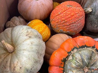 Pumpkins, squash, gourds, and a Turk's turban piled togehther