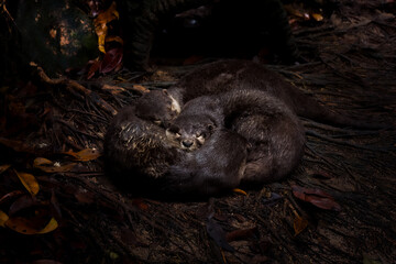 Cuddling Otters