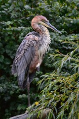 Close up photo of The Goliath heron (Ardea goliath), also known as the giant heron. Safari Park Dvur Kralove, Czech Republic. 