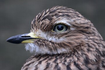 Detail of head of The spotted thick-knee (Burhinus capensis), also known as the spotted dikkop or...