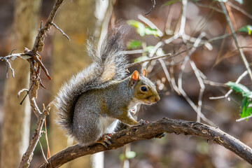 Naklejka na ściany i meble grey squirrel in a tree