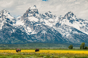 Bison grazing in front of the Grand Tetons