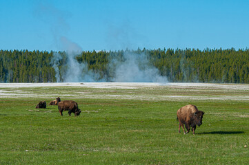 Bison in a field of geysers