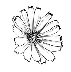 hand drawing of a chicory flower vector illustration - obrazy, fototapety, plakaty