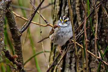 White-throated Sparrow perched on a limb