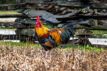 rooster on the farm