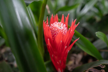Red flower on green leaves background. Foolproof plant or billbergia pyramidalis