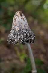 Shaggy Mane, shaggy ink cap or lawyer's wig. Vertical photo of an old mushroom