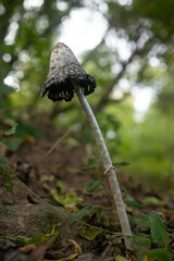 Shaggy Mane, shaggy ink cap or lawyer's wig. Vertical photo of an old mushroom