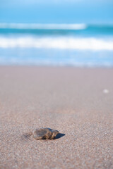 close up shot of a stone on beach waves crashing on background