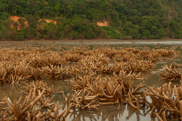field of coral reef on coast line on green mountain background. 