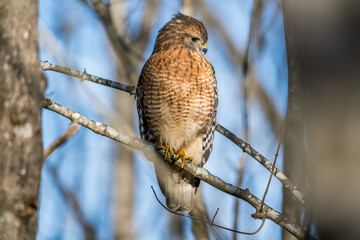 Red Shouldered Hawk perched on a limb