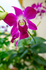 purple orchid in the garden