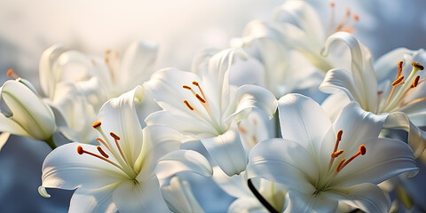 white lilies on a bright sunny day, gentleness, purity and virtue.