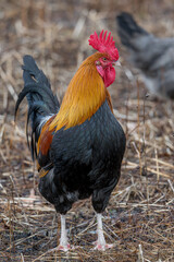 rooster in the farm