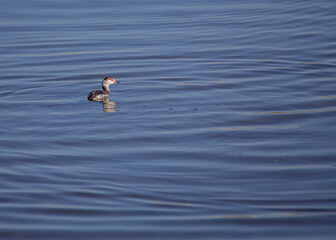 Horned Grebe (Podiceps auritus) in the USA