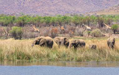 African elephants head for a drink while giraffes mosey in the background in a quintessential African safari scene, this one in a national game reserve in northern South Africa.