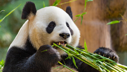 Obraz premium A panda chewing on bamboo