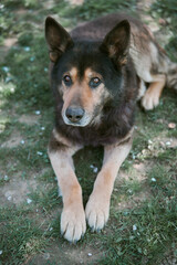 old German Shepherd lay on the grass