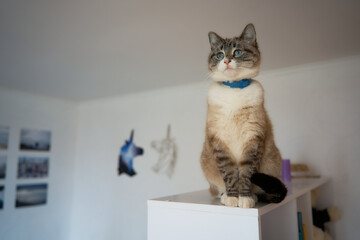 Siamese cat plat with treat on a shelf in white room