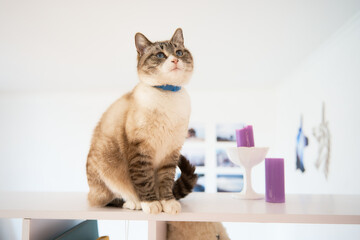 Siamese cat plat with treat on a shelf in white room