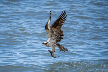 Fototapeta premium osprey in flight with fish in it's talons