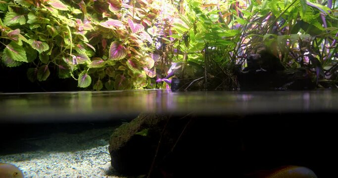 A photo capturing the beauty of a fish tank brimming with water and lush plants, creating a tranquil haven for aquatic life.