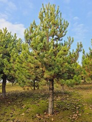 Fototapeta na wymiar image of pine tree in open forest