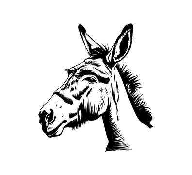 donkey Hand drawn illustration vector graphic asset
