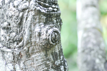 Obraz premium tree bark, stem in blur background