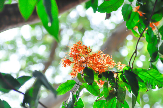 Asoka, Caesalpiniaceae or Saraca indica Linn or Ashoka tree or Saraca asoca or orange flower