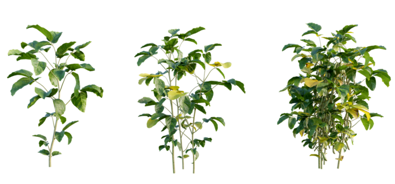 Glycine max 1 4k png