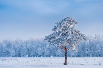 Lonely snow-covered pine