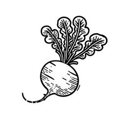 radish hand drawn vector illustration vegetable graphic asset