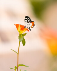 butterfly on flower