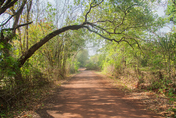 Fototapeta premium street in rural area with lot of green trees. Environmental and transportation background. Backdrop. Wallpaper.