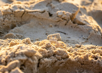sand crab on the sand near the sea on a sunny day