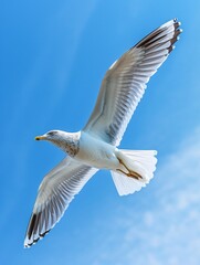 Fototapeta premium Lone seagull soaring against a backdrop of cerulean sky.