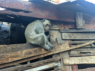 a close up of monkey with chain on the wood cage