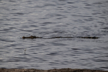 crocodile on the river bank near the water looks out for prey on a sunny day