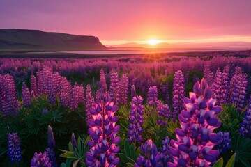 Sunset Field with Purple Lupines