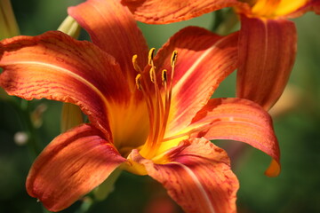 orange lily flower