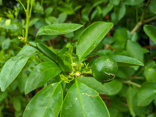 close up of citrus microcarpa fruit