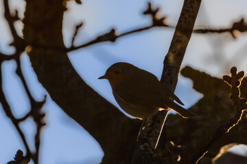 European Robin perched on a tree branch, backlit in the morning light