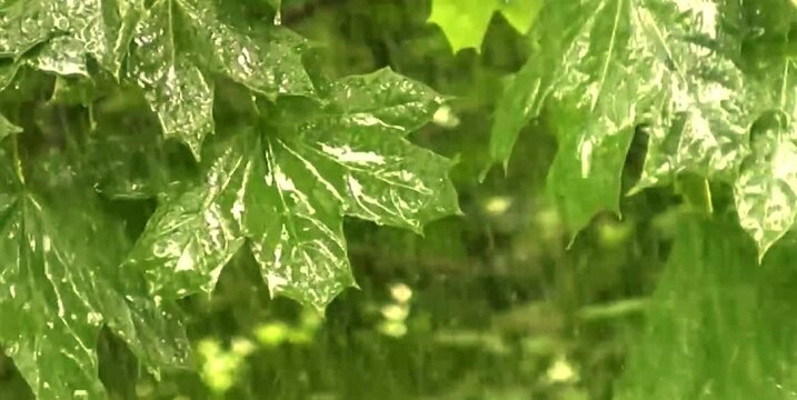 trees and leaves that are wet from being splashed with rain
