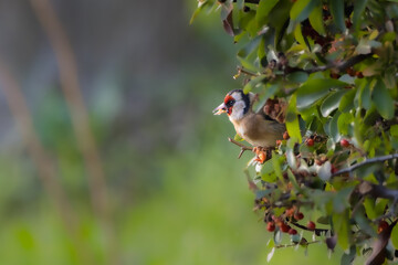 European Goldfinch in a garden in the morning light