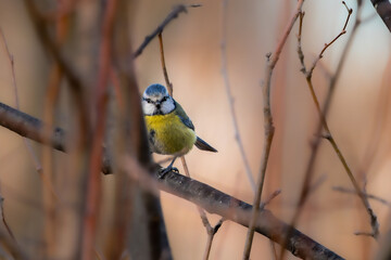Fototapeta premium Eurasian Blue Tit in a garden in morning light