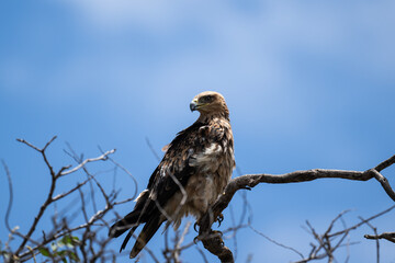 a large imperial eagle sits on a branch and looks out for prey on a sunny day