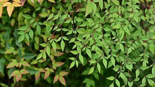 Nandina Shrubs, Secred Bamboo. Leaves of Nanten or heavenly bamboo, Nandina domestica. Heavenly bamboo in ornamental garden