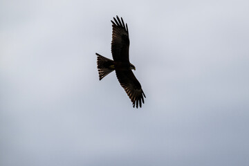 a black kite flies with its wings spread and looks out for prey on a sunny day